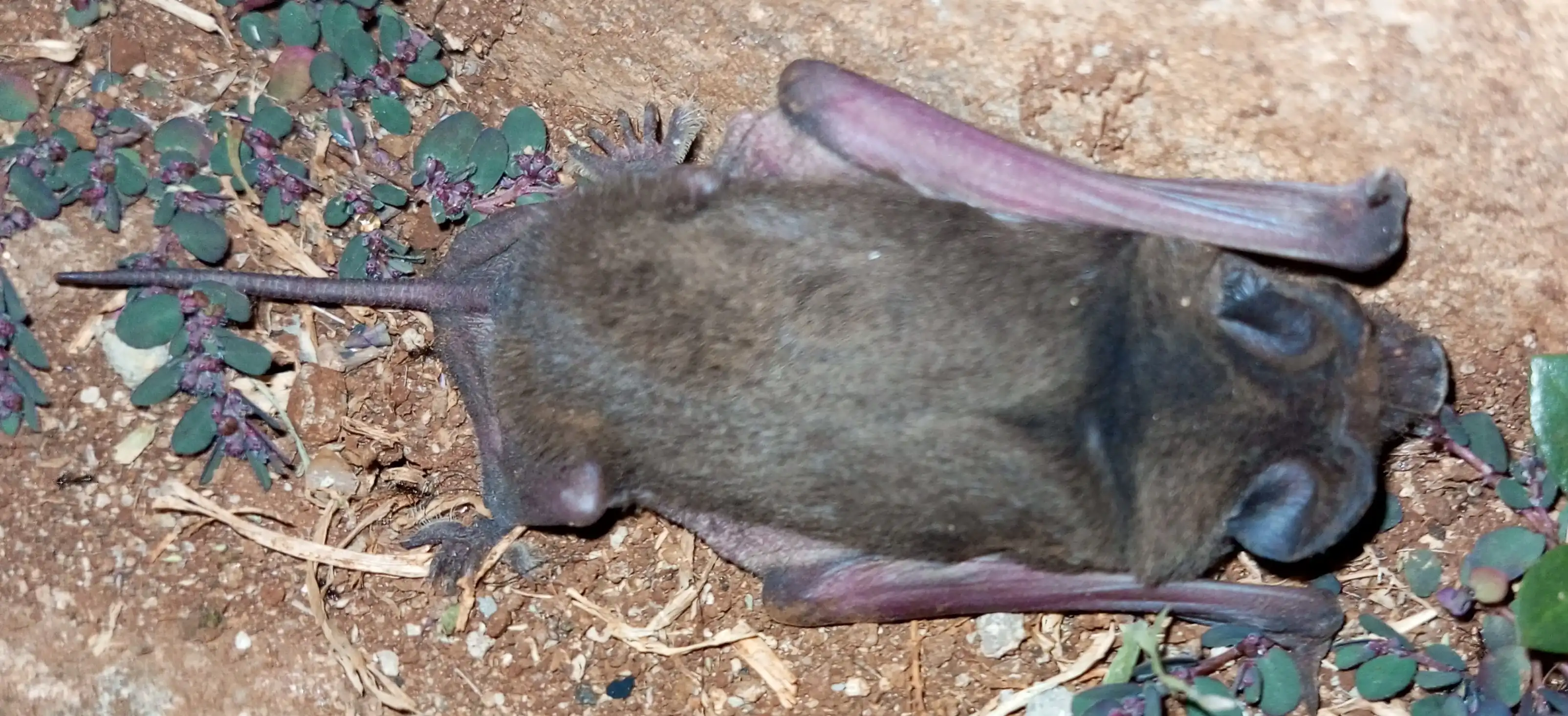 Bats Misconceptions